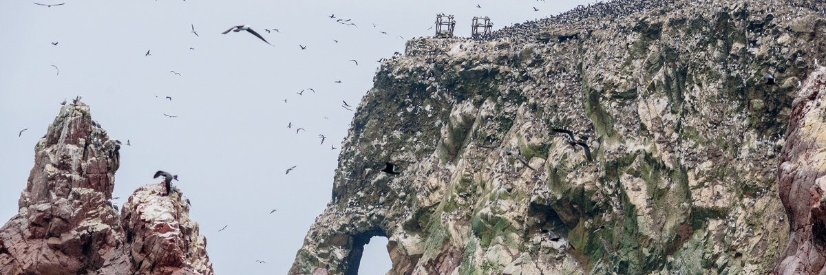 Ica + Ballestas Islands + Paracas from Lima 2 days and 1 night en Lima